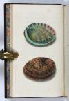 Donovan, Edward, The Natural History of British Shells, including figures and descriptions of all the species hitherto discovered in Great Britain, systematically arranged in the Linnean manner, with scientific and general observations on each.