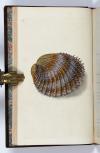 Donovan, Edward, The Natural History of British Shells, including figures and descriptions of all the species hitherto discovered in Great Britain, systematically arranged in the Linnean manner, with scientific and general observations on each.