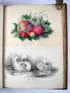 Anonymus Scrapbook – “Le Mélange”. Viktorianisches Zeichen- und Klebealbum.