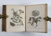 Merian, Maria Sibylla, Erucarum ortus, alimentum et paradoxa metamorphosis. In qua origo, pablum, transformatio, nec con tempus, locus et proprietates erucarum, vermium, papilionum, phalaenarum, muscarum, aiorumque hujusmodi exsanguium animalculorum exhibentur…
