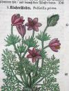 Tabernaemontanus, Jacobus Theodorus, Neu vollkommen Kräuter-Buch, mit schönen, künstlichen Figuren unnd Conterfeyten, aller Gewächs… auch deren… Underscheid und Würckung, sampt ihren Nahmen in mancherley Sprachen… Erstlich durch Casparum Bauhinum… zum Andern durch Hieronymum Bauhinum… vermehret. Und nun zum vierdten mahl ausfs fleisigst  übersehen…. und zu… Vollkommenheit gebracht.