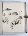 Wharton, Elizabeth, British Fungi. Manuskript mit 288 Tafeln.