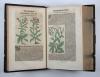 Ryff, Walter Hermann, Reformierte Deutsche Apoteck. Darinnen eigentliche Contrafactur der fürnembsten und gebreuchlichsten Kreutter, sampt ihrer Underscheidung, Art…Auch was von den selbigen von Apoteckischen Stucken unnd dergleichen vilfaltigen Vermischungen…bereidt werden mögen.