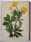 (Hartinger, A.), Atlas de la Flore Alpine. Texte par Henry Correvon. Publié par le Club alpine allemand et autrichien.