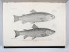 Day, F., The fishes of Great Britain and Ireland.