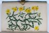 Sweet, Robert, Cistineae. The natural order of cistus, or rock-rose…in the gardens of Great Britain; with the best directions for their cultivation and propagation.