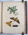 Harris, Moses, L’Aurelien, ou Histoire Naturelle des Chenilles, Chrysalides, Phalenes et Papillons Anglois avec les plantes dont ils se nourissent.