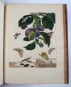 Harris, Moses, L’Aurelien, ou Histoire Naturelle des Chenilles, Chrysalides, Phalenes et Papillons Anglois avec les plantes dont ils se nourissent.