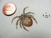 Panzer, Georg Wolfgang Franz, Faunae Insectorum Germanicea Initia oder Deutschlands Insecten.