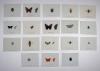 Panzer, Georg Wolfgang Franz, Faunae Insectorum Germanicea Initia oder Deutschlands Insecten.