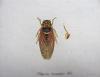 Panzer, Georg Wolfgang Franz, Faunae Insectorum Germanicea Initia oder Deutschlands Insecten.