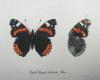 Panzer, Georg Wolfgang Franz, Faunae Insectorum Germanicea Initia oder Deutschlands Insecten.