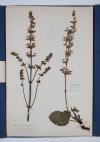 Anonym Herbarium.