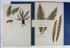 Anonym Herbarium.