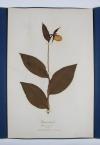 Anonym Herbarium.