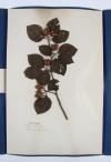 Anonym Herbarium.