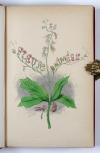 Grandville, J.J. (d.i. J.I.I. Gérard), Les Fleurs animées. Texte par Alph. Karr, Taxile Delord et Le Cte. Foelix. Nouvelle édition.