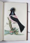 Anonym „Konsttekeningen. Anno 1784.“ Niederländisches Manuskript mit 18 großformatigen, unbezeichneten und unsignierten Vogeldarstellungen in Aquarell- und Gouachemalerei.