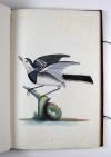 Anonym „Konsttekeningen. Anno 1784.“ Niederländisches Manuskript mit 18 großformatigen, unbezeichneten und unsignierten Vogeldarstellungen in Aquarell- und Gouachemalerei.