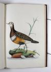 Anonym „Konsttekeningen. Anno 1784.“ Niederländisches Manuskript mit 18 großformatigen, unbezeichneten und unsignierten Vogeldarstellungen in Aquarell- und Gouachemalerei.