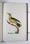 Anonym „Konsttekeningen. Anno 1784.“ Niederländisches Manuskript mit 18 großformatigen, unbezeichneten und unsignierten Vogeldarstellungen in Aquarell- und Gouachemalerei.