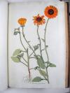 Jacquin, Nikolaus Joseph von, Plantarum rariorum horti Caesarei Schoenbrunnensis descriptiones et icones.