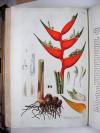 Jacquin, Nikolaus Joseph von, Plantarum rariorum horti Caesarei Schoenbrunnensis descriptiones et icones.