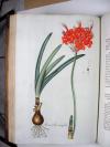 Jacquin, Nikolaus Joseph von, Plantarum rariorum horti Caesarei Schoenbrunnensis descriptiones et icones.