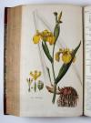 Curtis, William, Flora Londinensis: or, plates and descriptions of such plants as grow wild in the environs of London, with  their places of growth, and times of flowering, their  several names according to Linnaeus and other authors: with a particular description of each plant in latin and english. To which are added their several uses in medicine, agriculture, rural oeconomy and other arts.