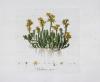 Curtis, William, Flora Londinensis: or, plates and descriptions of such plants as grow wild in the environs of London, with their places of growth, and times of flowering, their several names according to Linnaeus and other authors: with a particular description of each plant in latin and english. To which are added their several uses in medicine, agriculture, rural oeconomy and other arts.