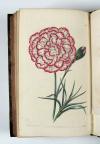 Sweet, Robert, The Florist’s Guide, and the Cultivator’s Directory; containing coloured figures of the choicest flowers, cultivated by florists; including ranunculas, carnations, picotees, pinks, georginas, polyanthus, auriculas, hyacinths, and tulips, with their descriptions, and an account of the most approved methods of culture.